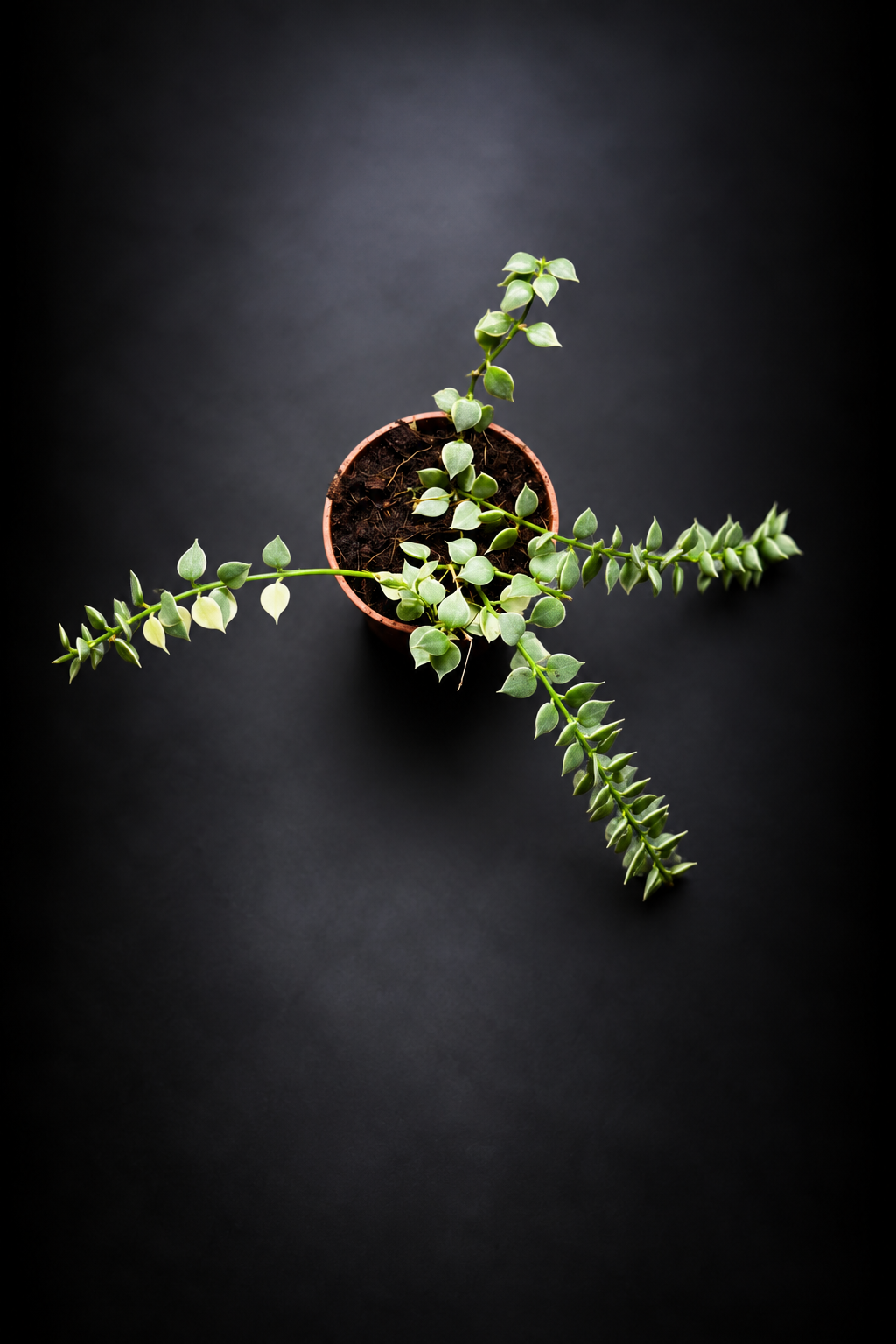 Dischidia Nummeraria Ruscofolia Variegata