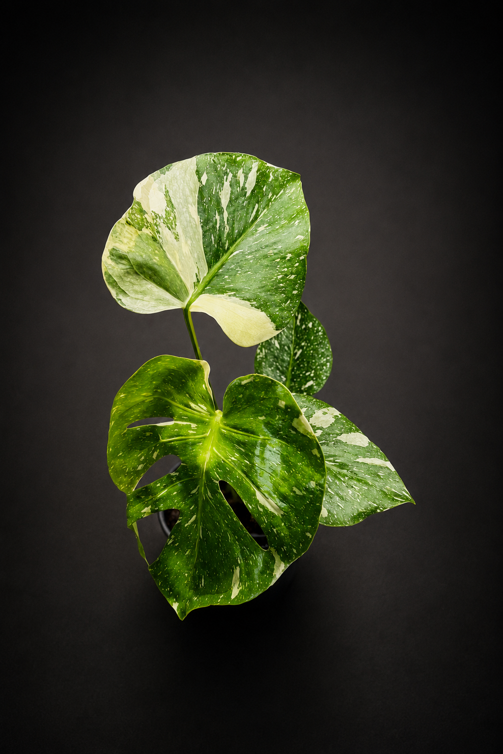 Monstera Thai Constellation - Liten