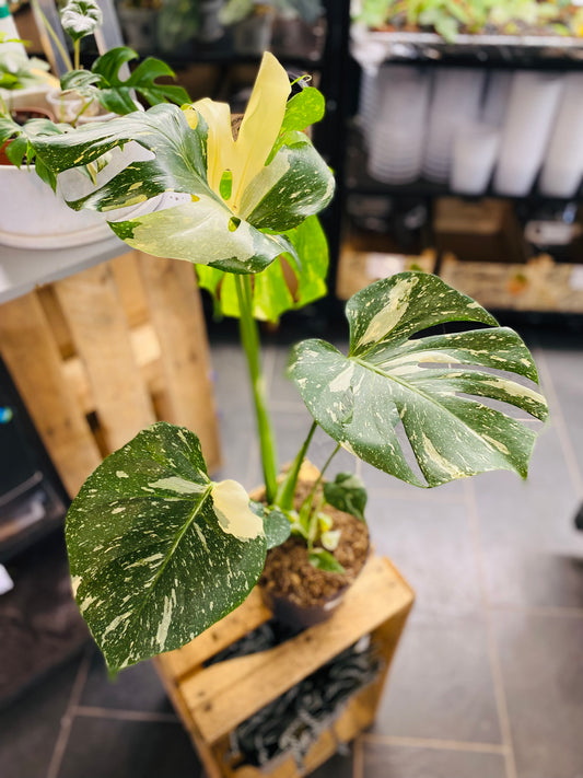 Monstera Thai Constellation - 50 cm høy - 5