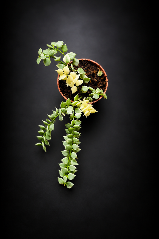 Dischidia Nummeraria Ruscofolia Variegata