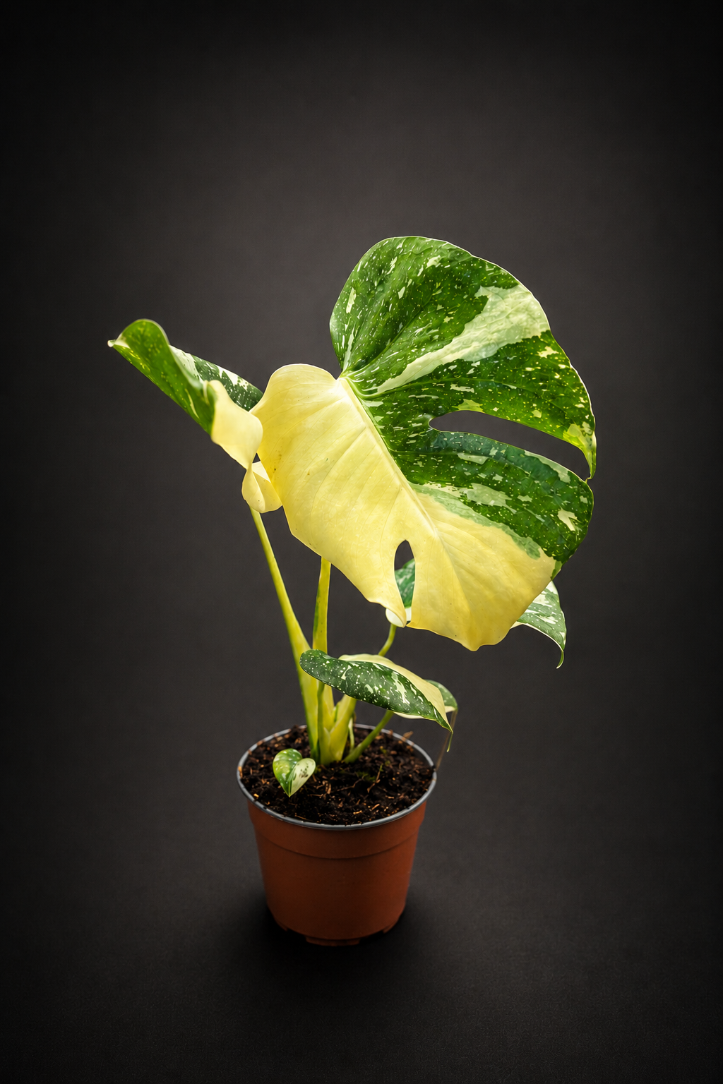 Monstera Thai Constellation - Liten