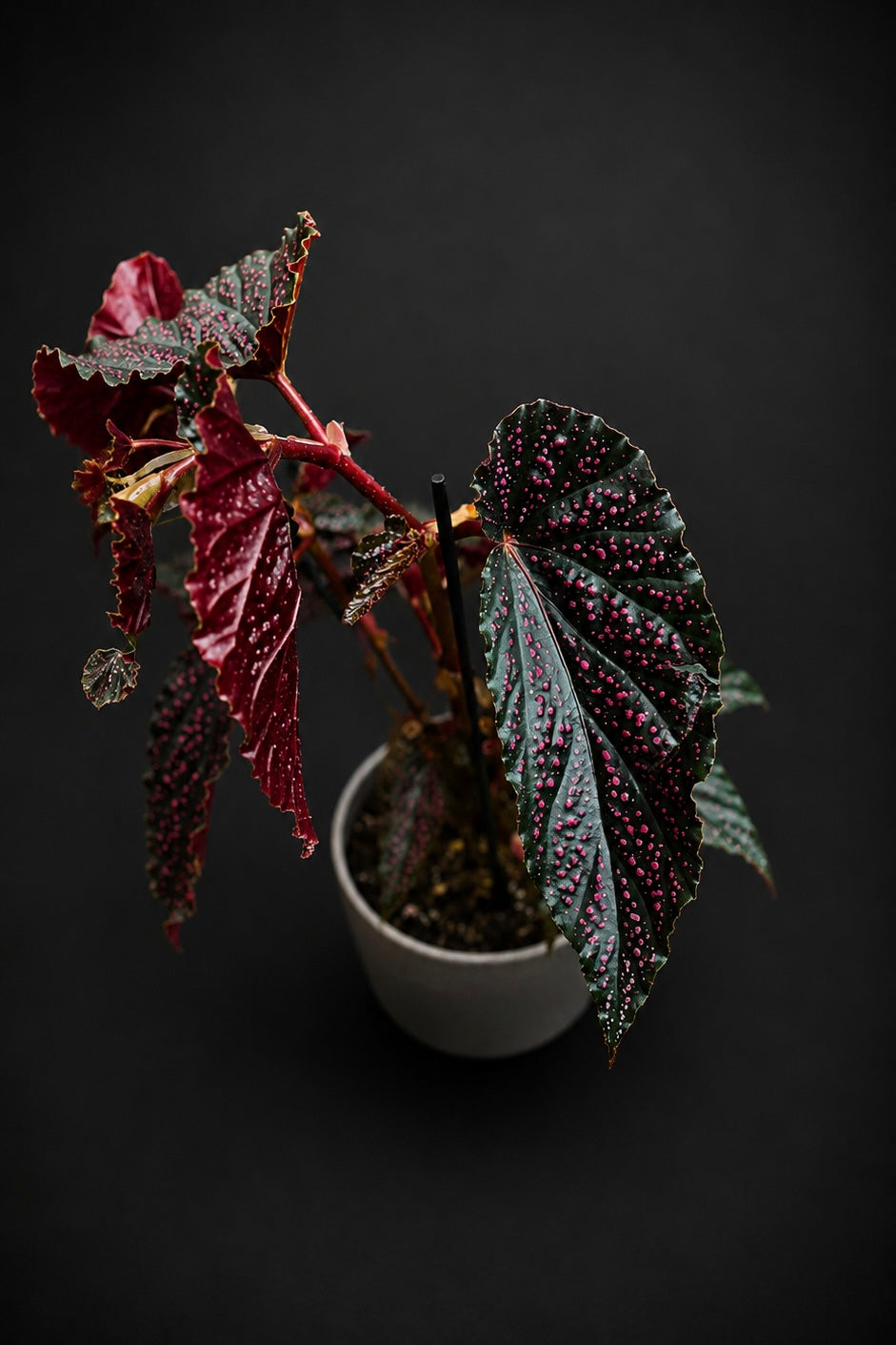Begonia Polka Dot Pink