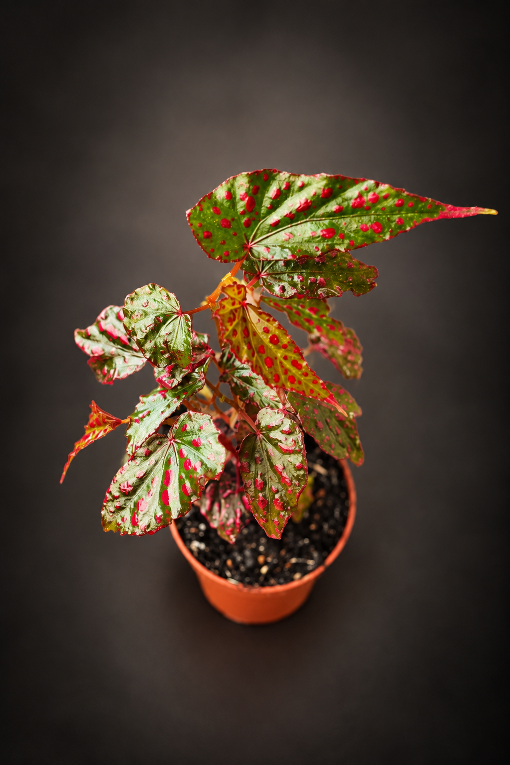 Begonia Pink Lady