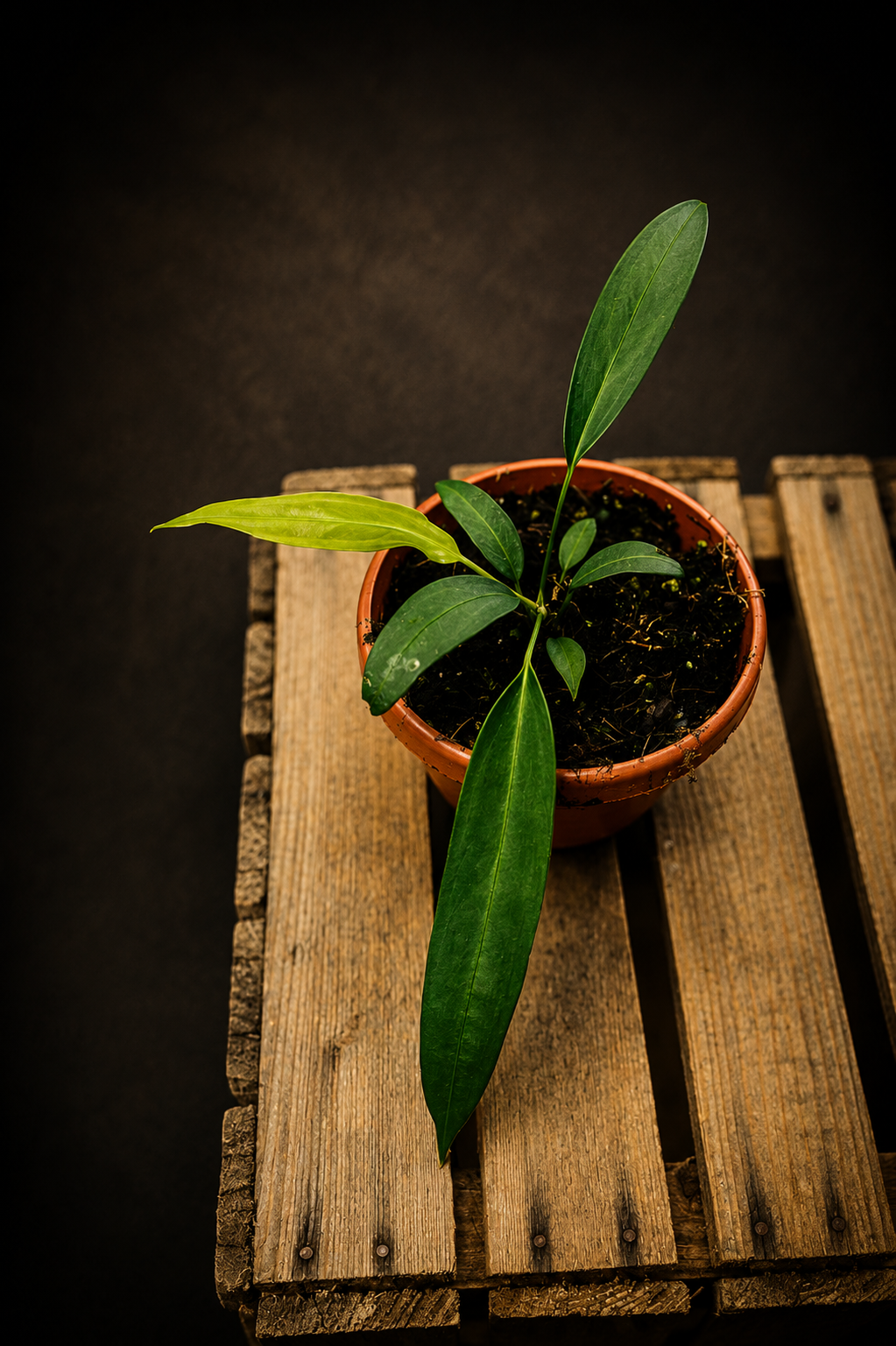 Anthurium Wendlingeri