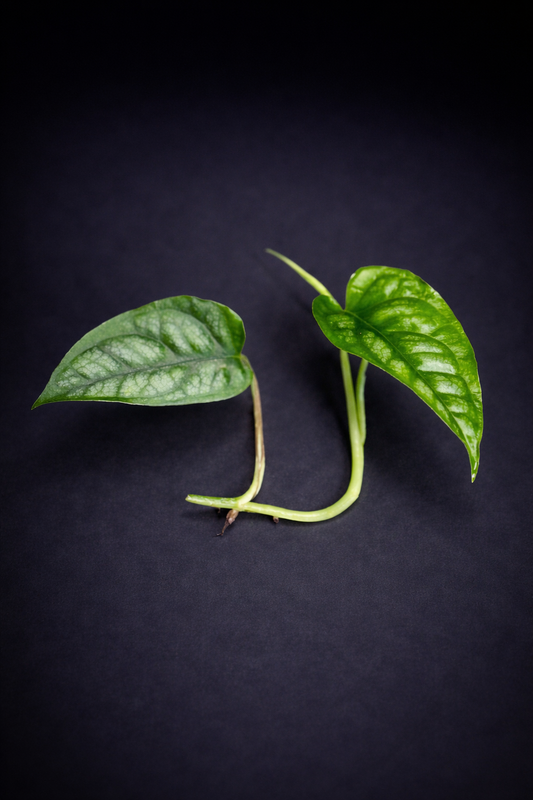 Monstera Siltepecana - Stikling