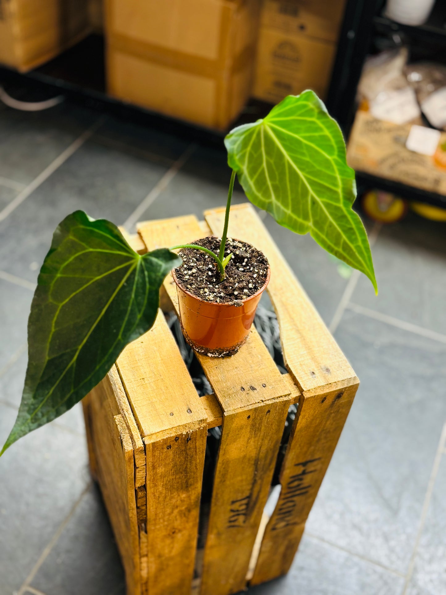 Anthurium Delta Force