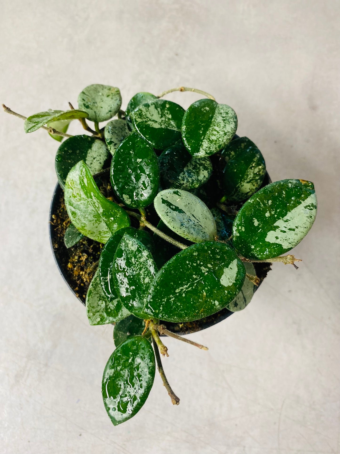 Hoya Mathilde Splash