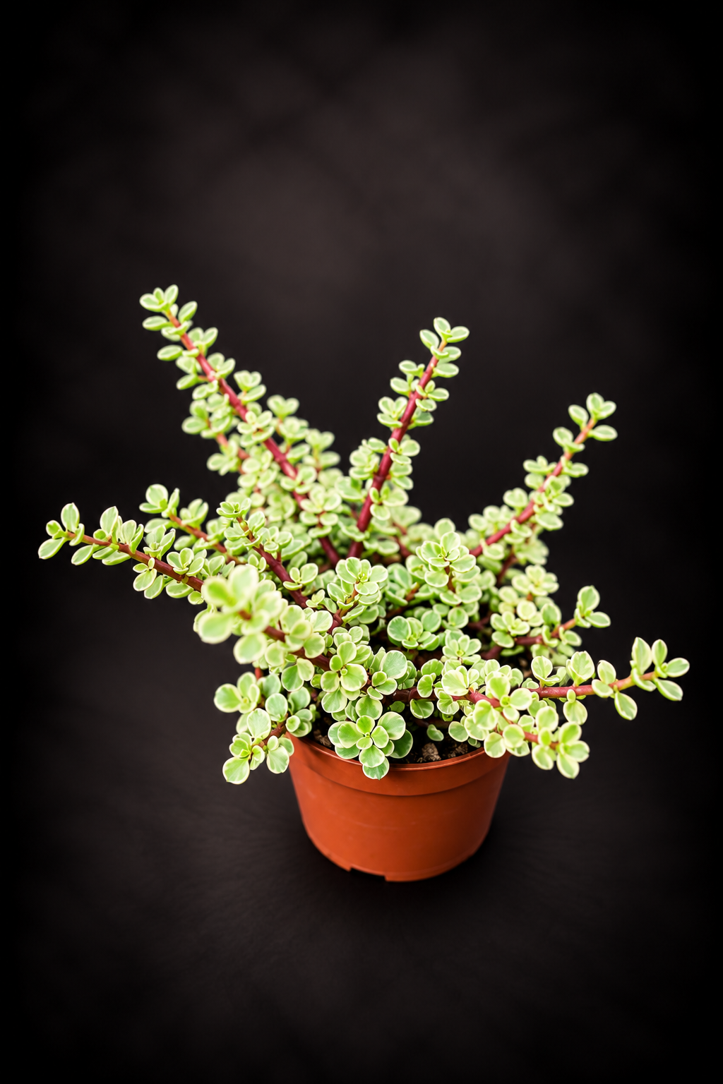 Portulacaria Afra Variegata