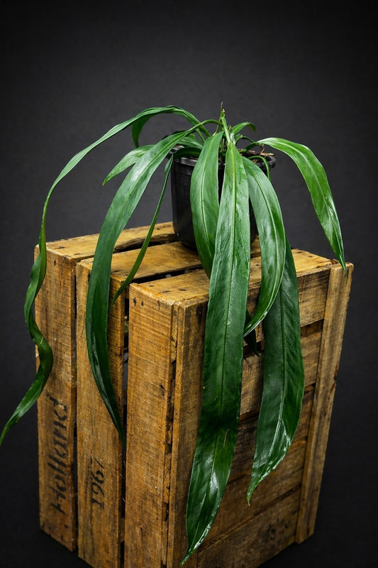 Anthurium Vittarifolium