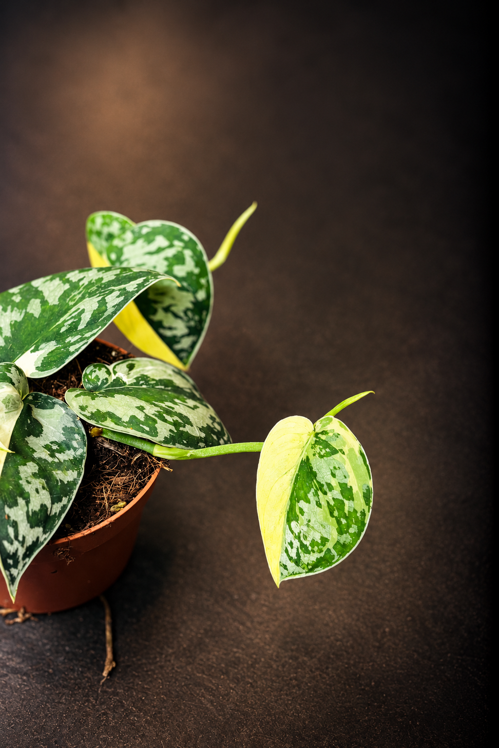 Scindapsus Mayari Variegata - 2