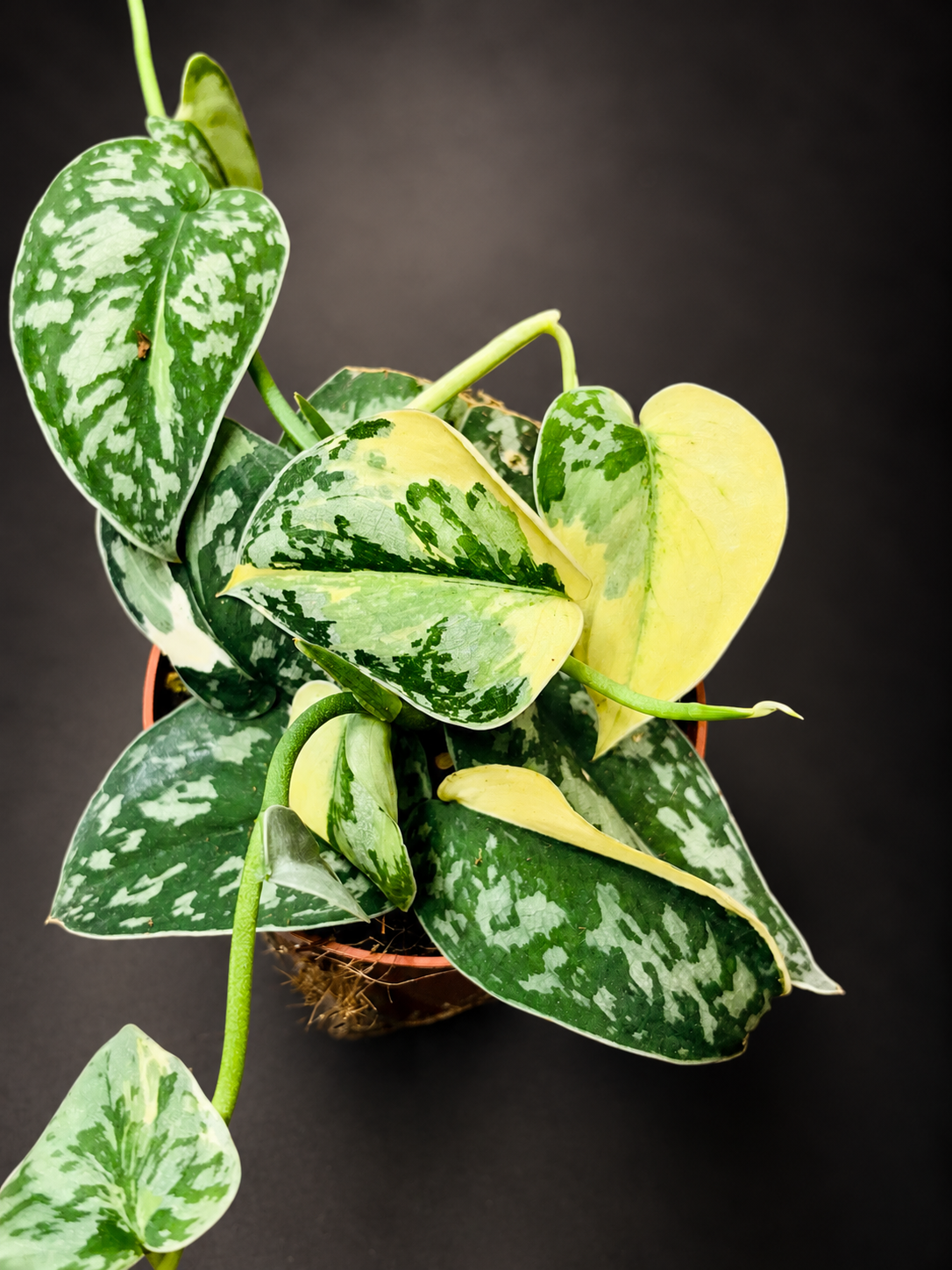 Scindapsus Mayari Variegata - 1