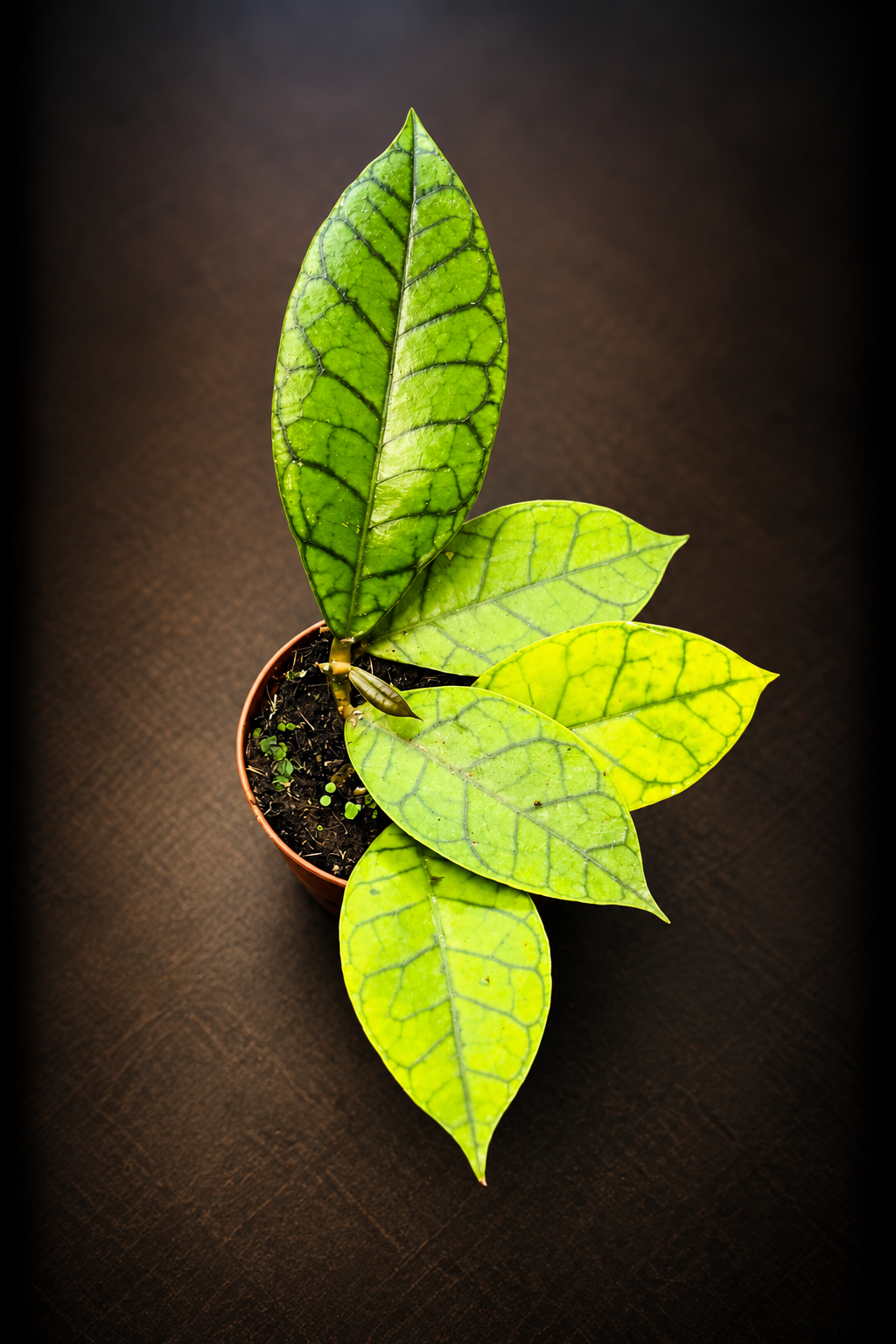 Hoya Callistophylla Kal 16