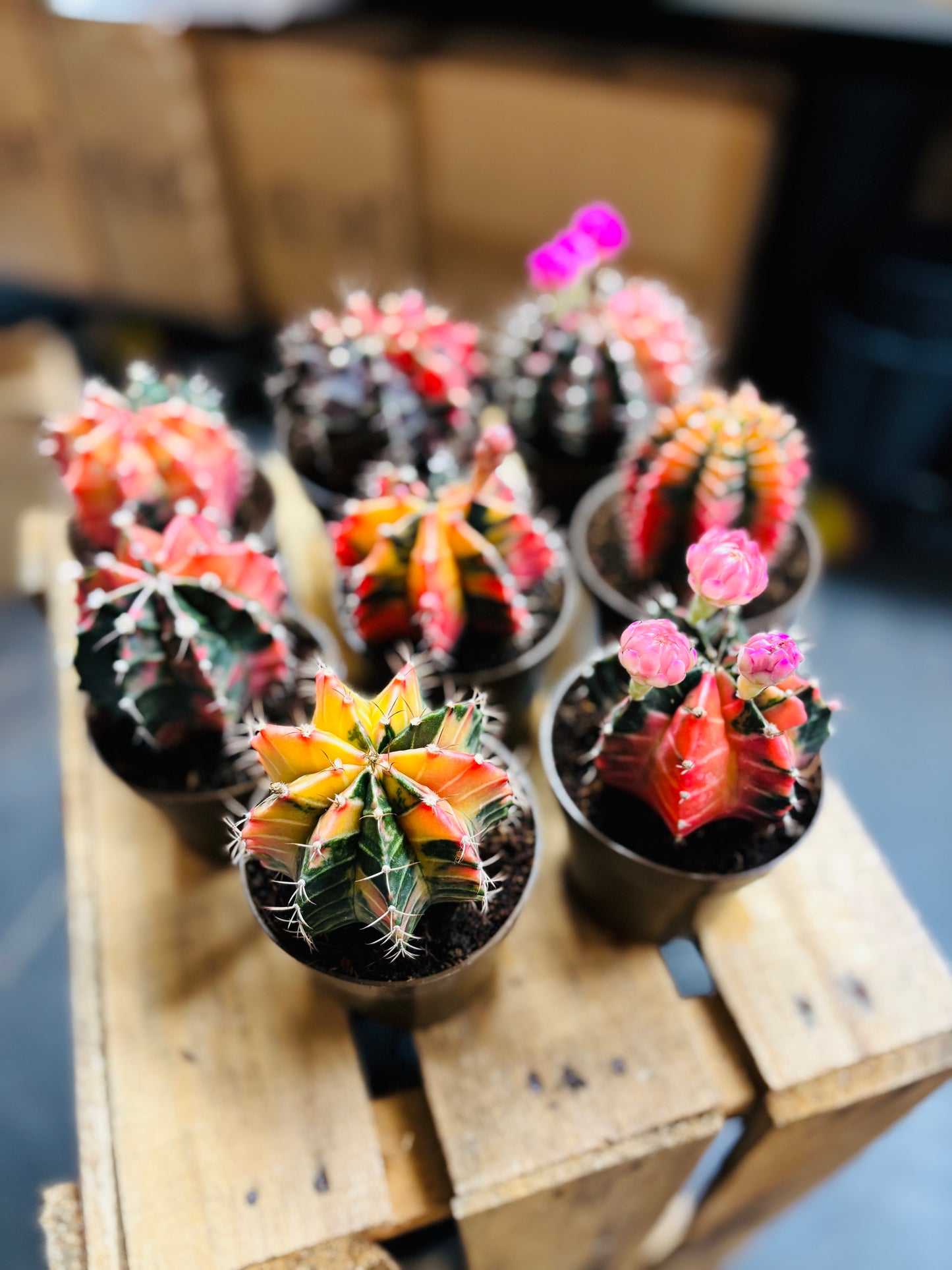 Gymnocalycium Mihanovichii Variegata