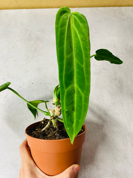 Anthurium Warocqueanum - 12 cm potte