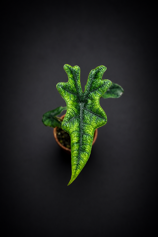 Alocasia Jacklyn