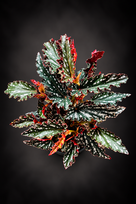Begonia Maculata Spotlight Dark