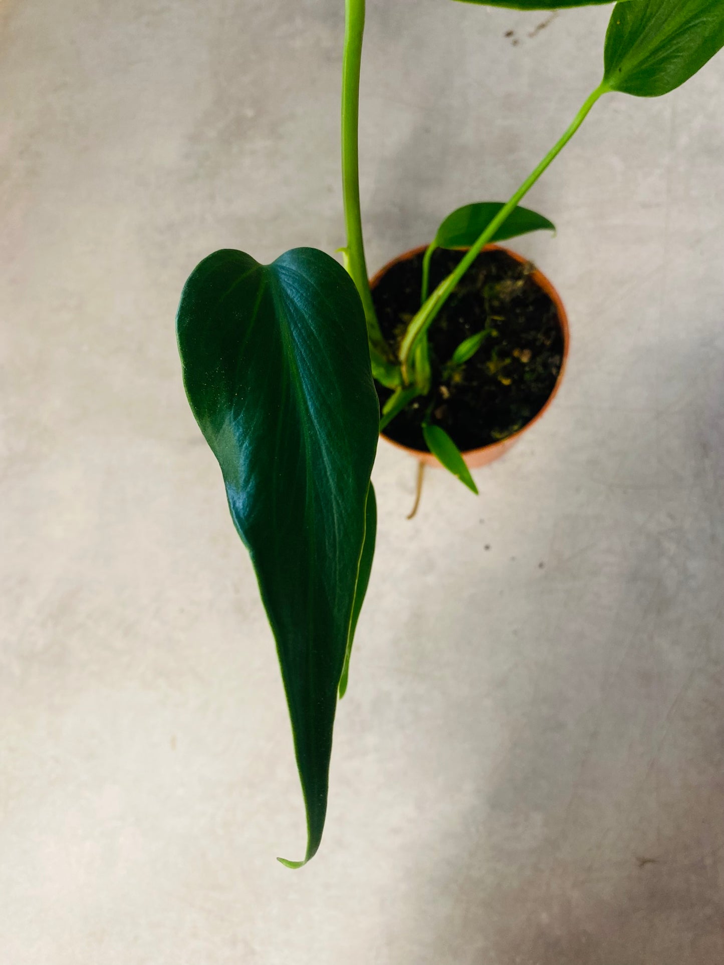 Monstera Burle Marx Flame