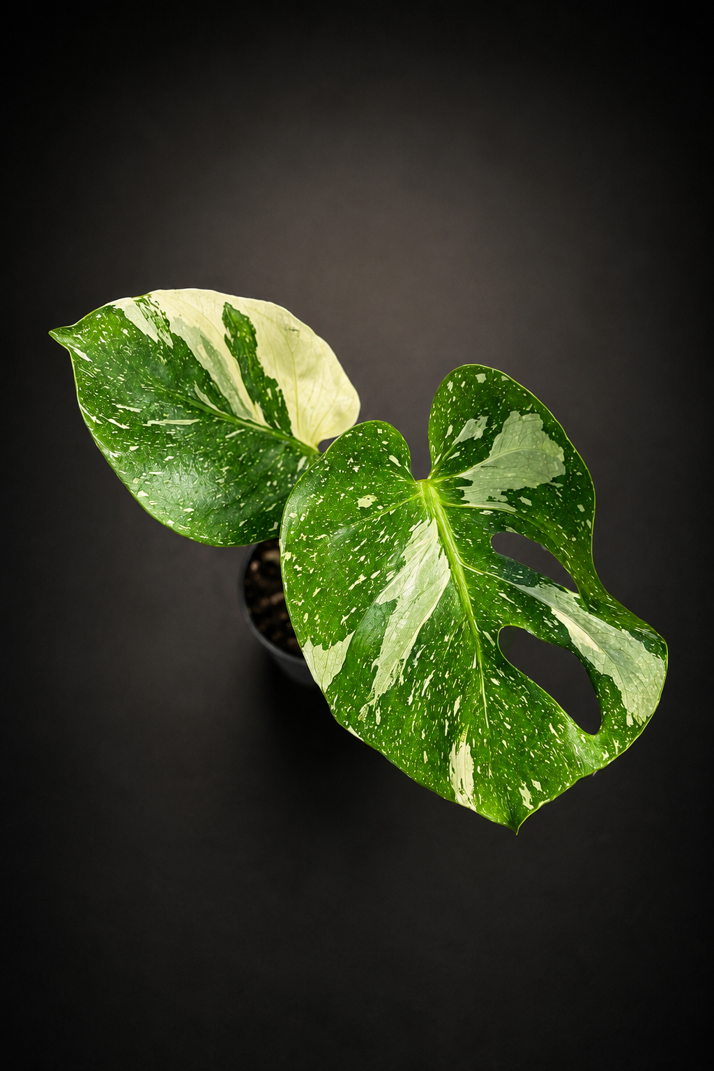 Monstera Thai Constellation - Liten