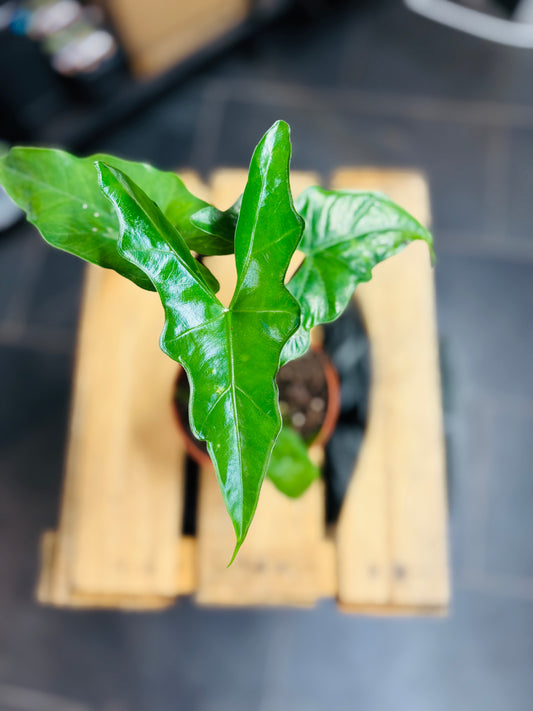 Alocasia Batwing