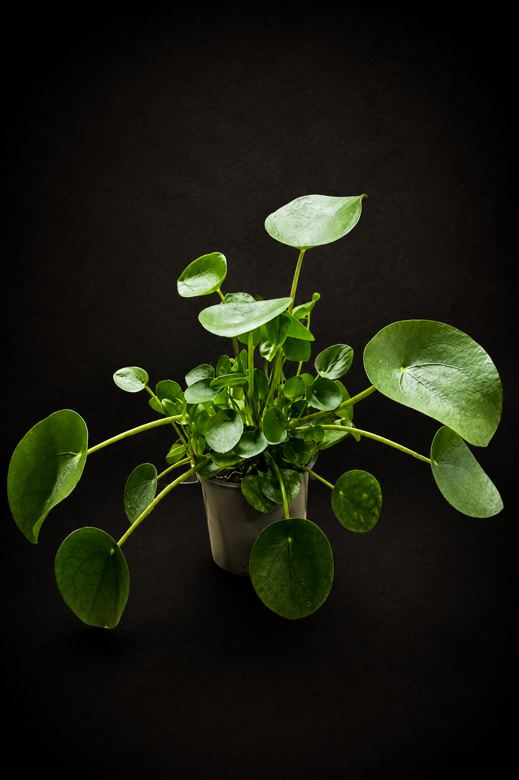 Pilea Peperomioides