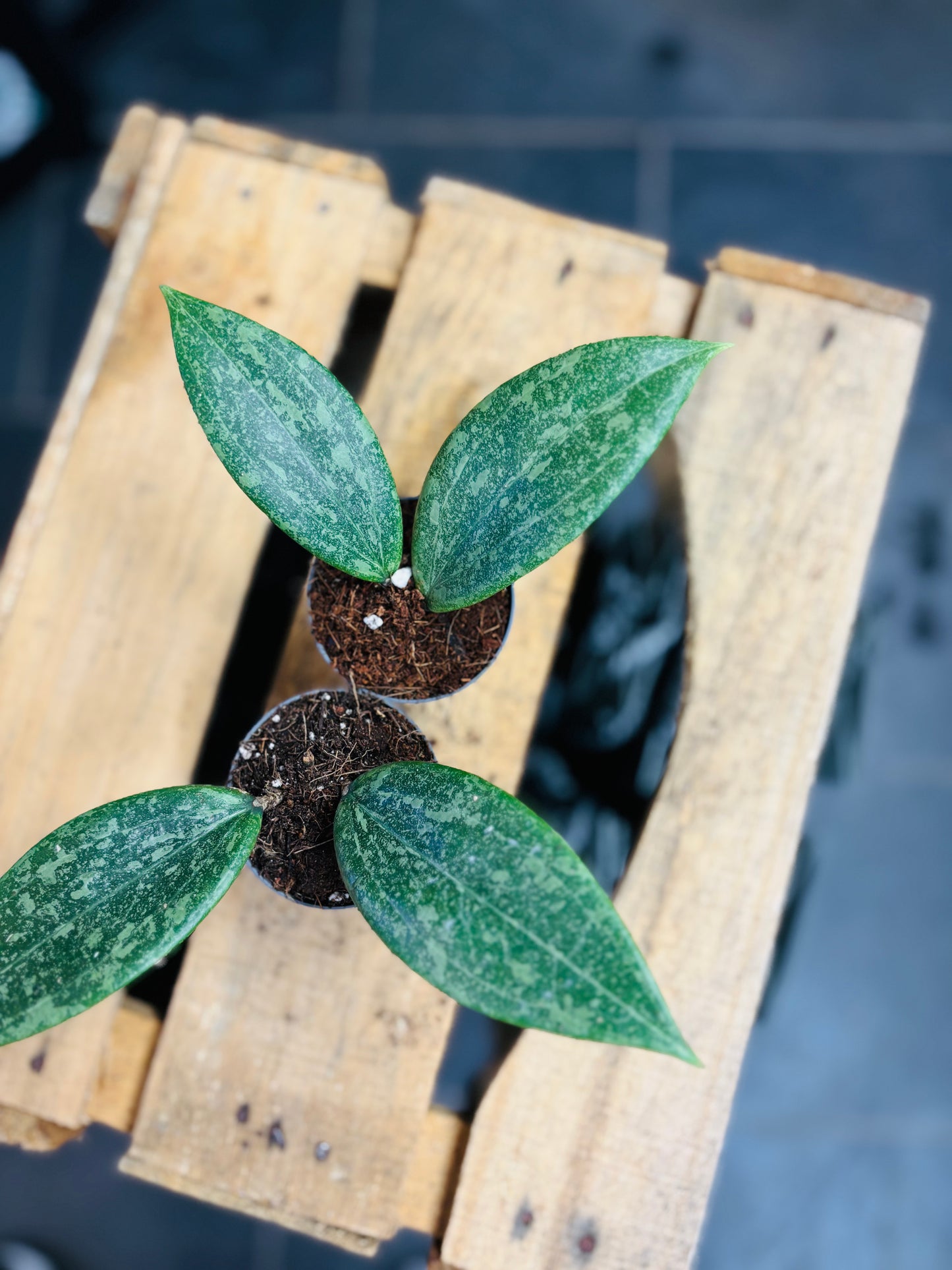 Hoya Wibergiae - 5 cm potte