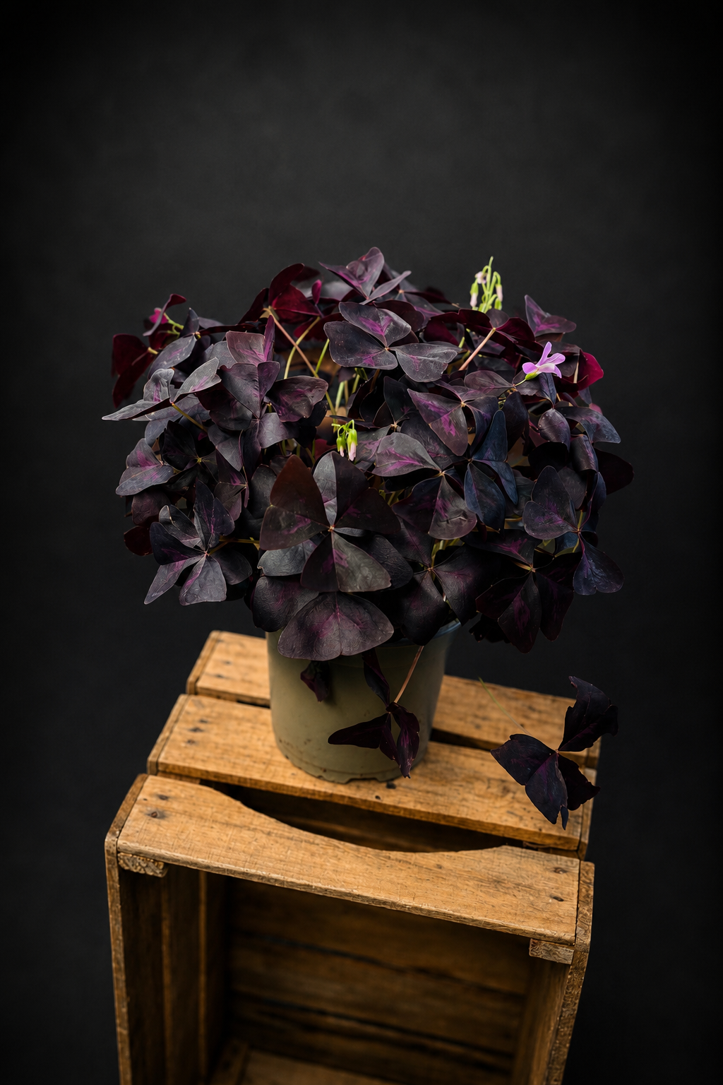 Oxalis Triangularis
