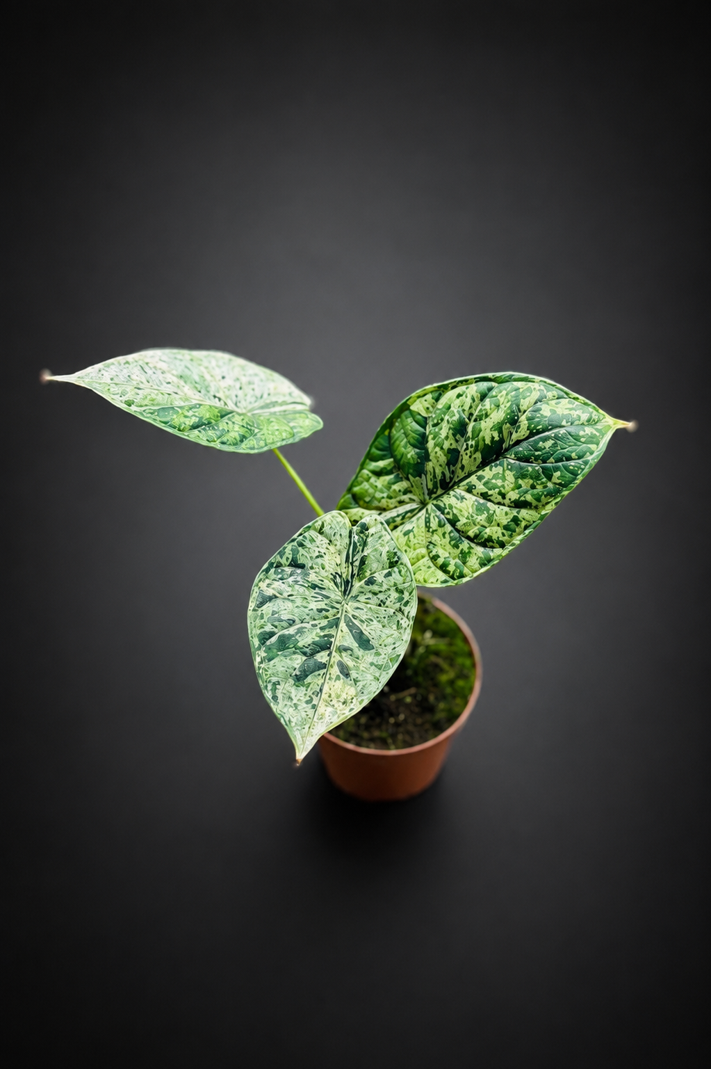 Alocasia Dragon Scale Mint