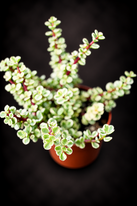 Portulacaria Afra Variegata