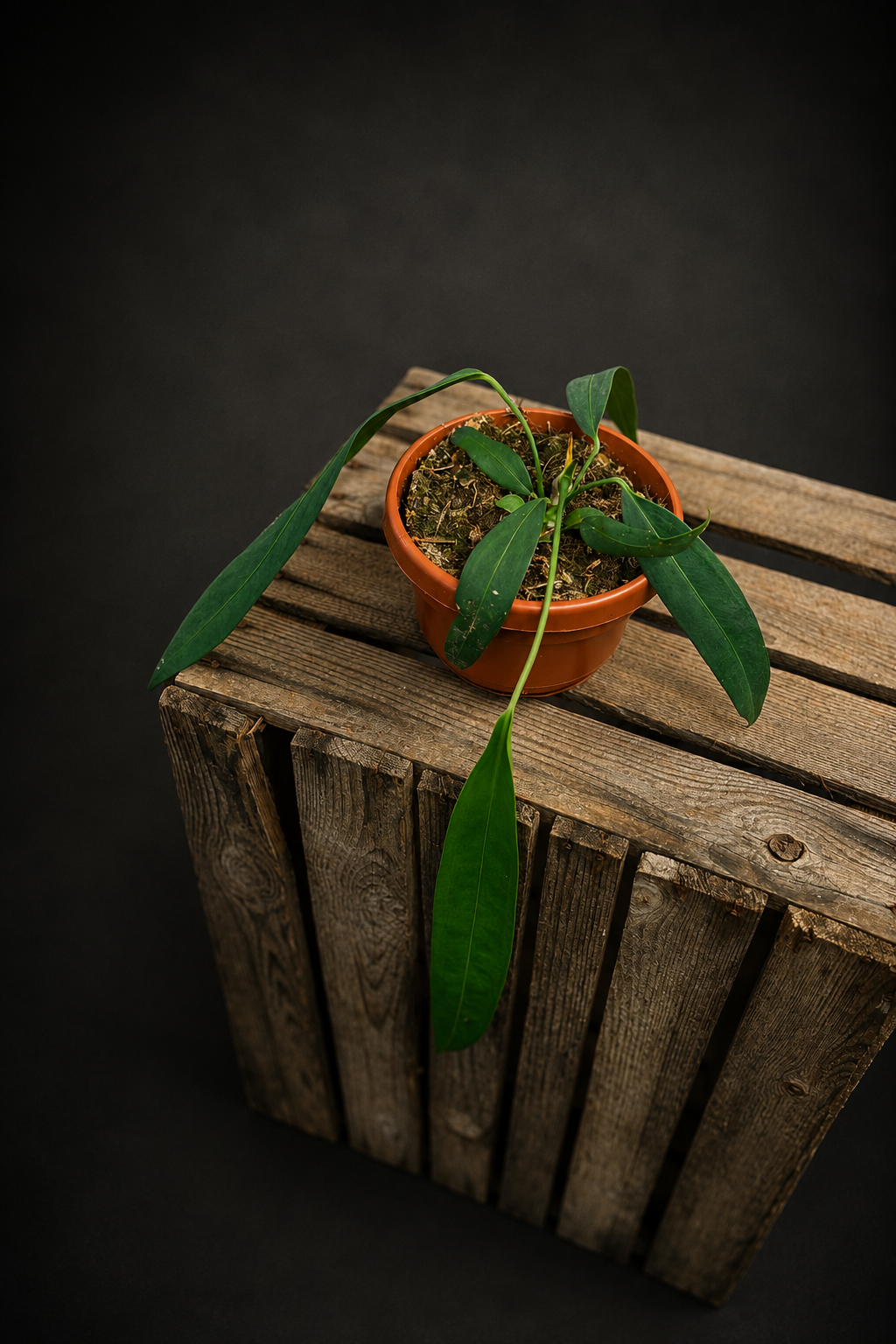 Anthurium Wendlingeri