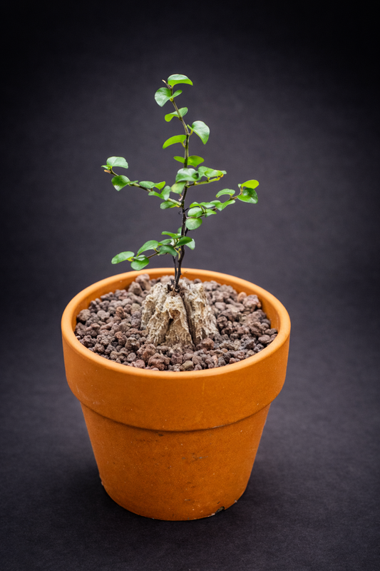 Dioscorea Elephantipes - 2