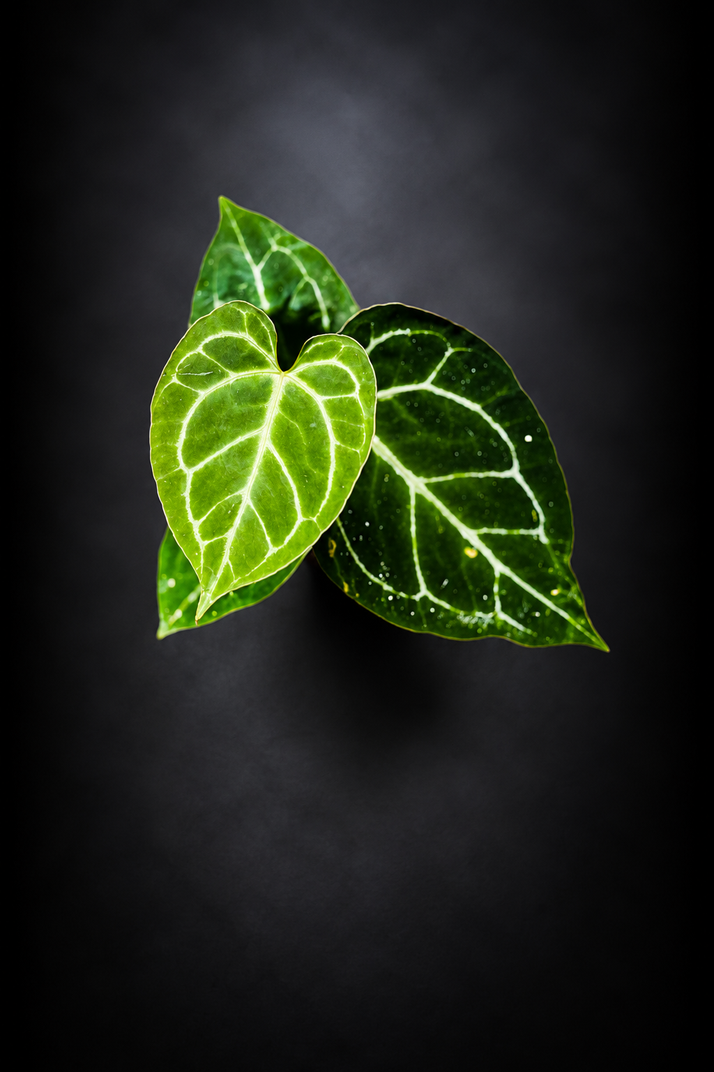 Anthurium Crystallinum