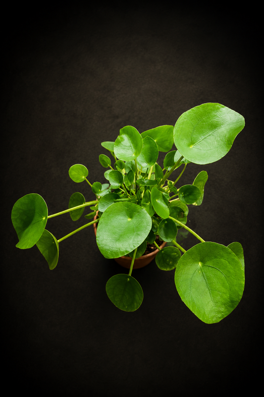 Pilea Peperomioides