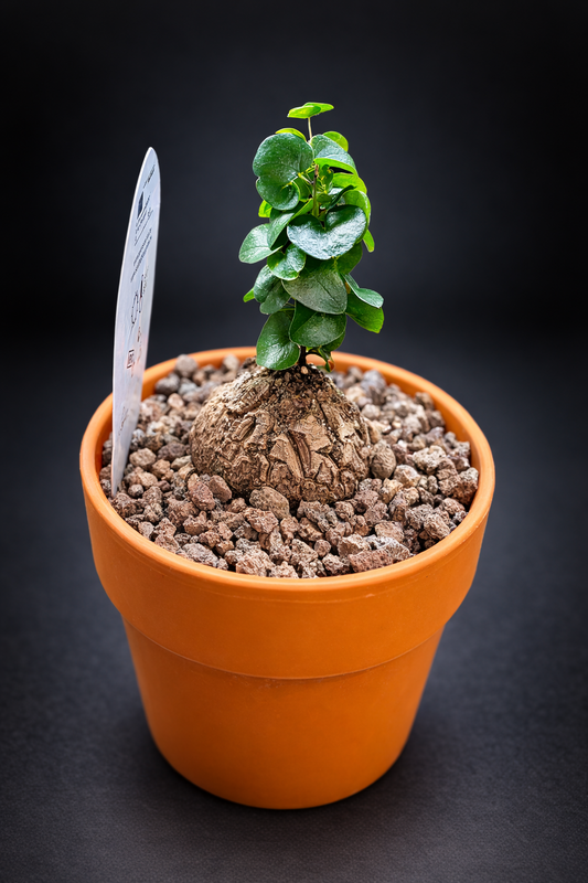 Dioscorea Elephantipes - 4