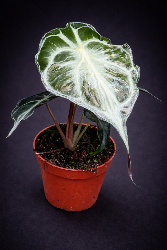 Alocasia Venom
