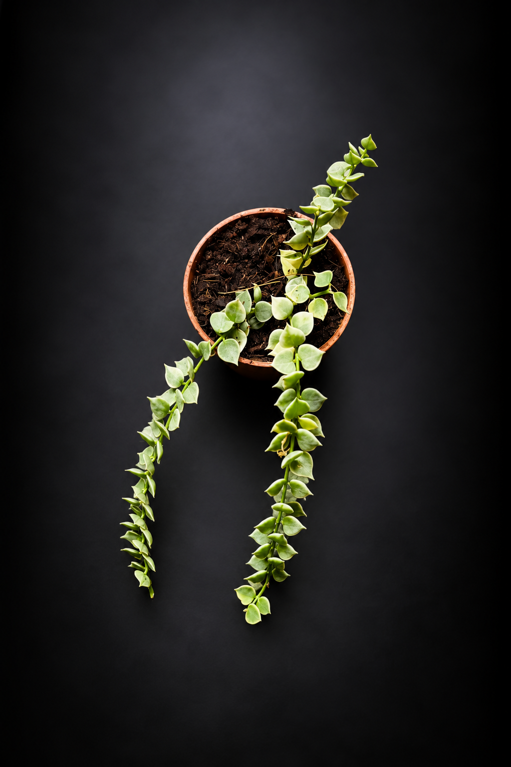 Dischidia Nummeraria Ruscofolia Variegata
