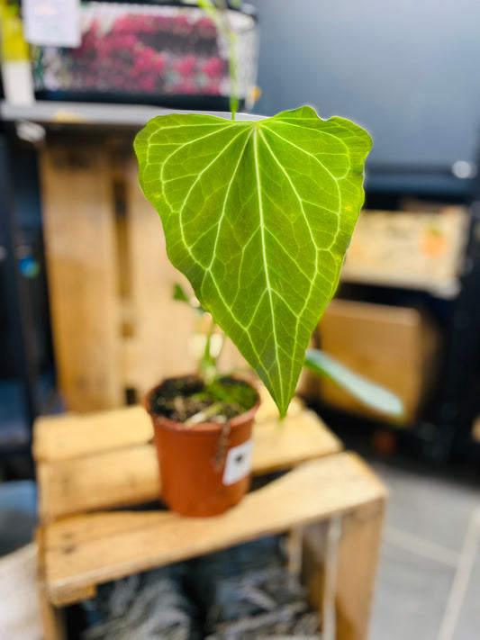 Anthurium Delta Force
