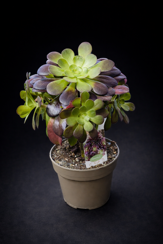 Aeonium Arboreum Velour