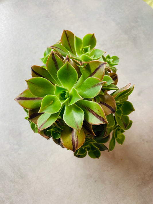 Aeonium Red Stripe