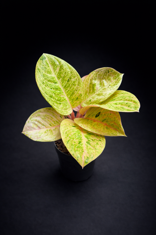 Aglaonema Apple Fantasy