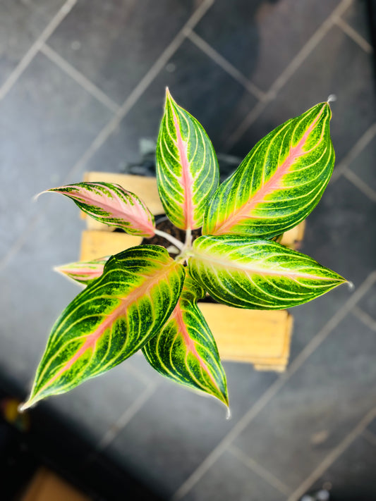 Aglaonema Dreamcatcher