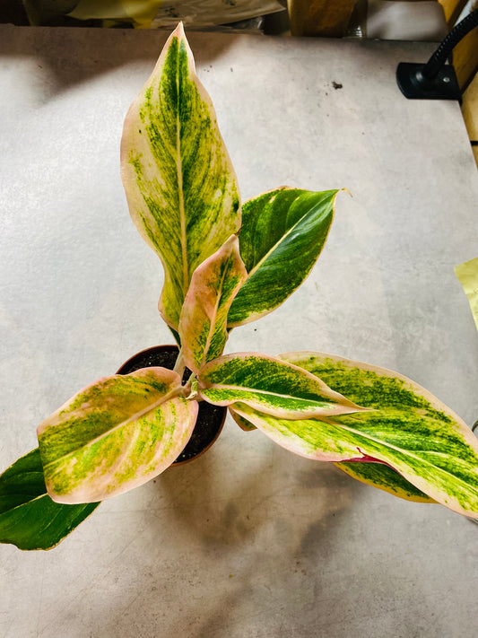 Aglaonema Lipstick Pink