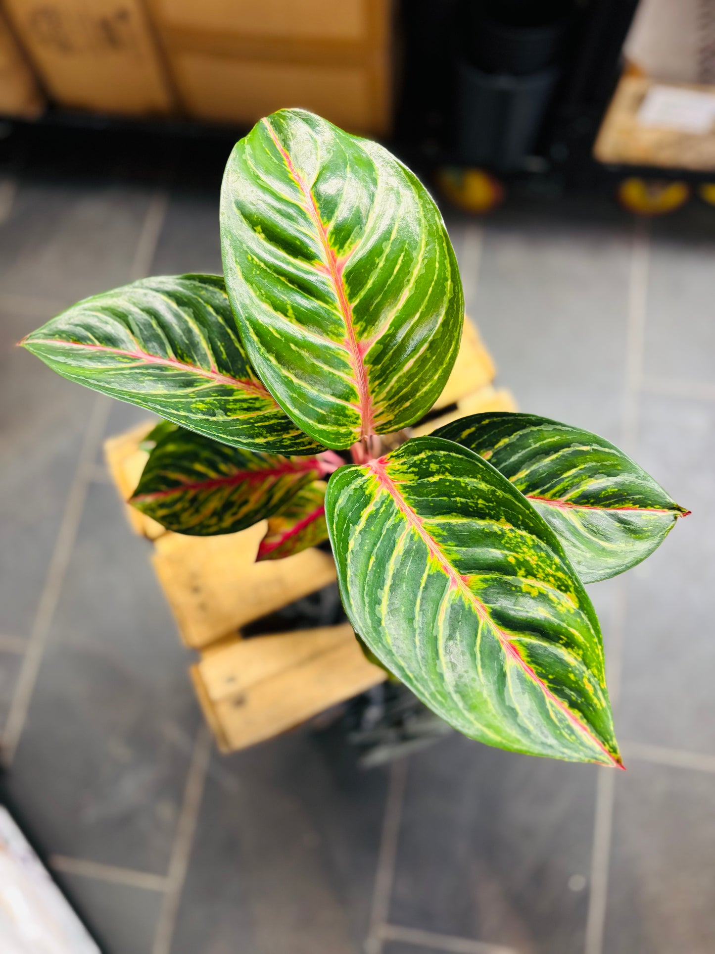 Aglaonema Olive Red
