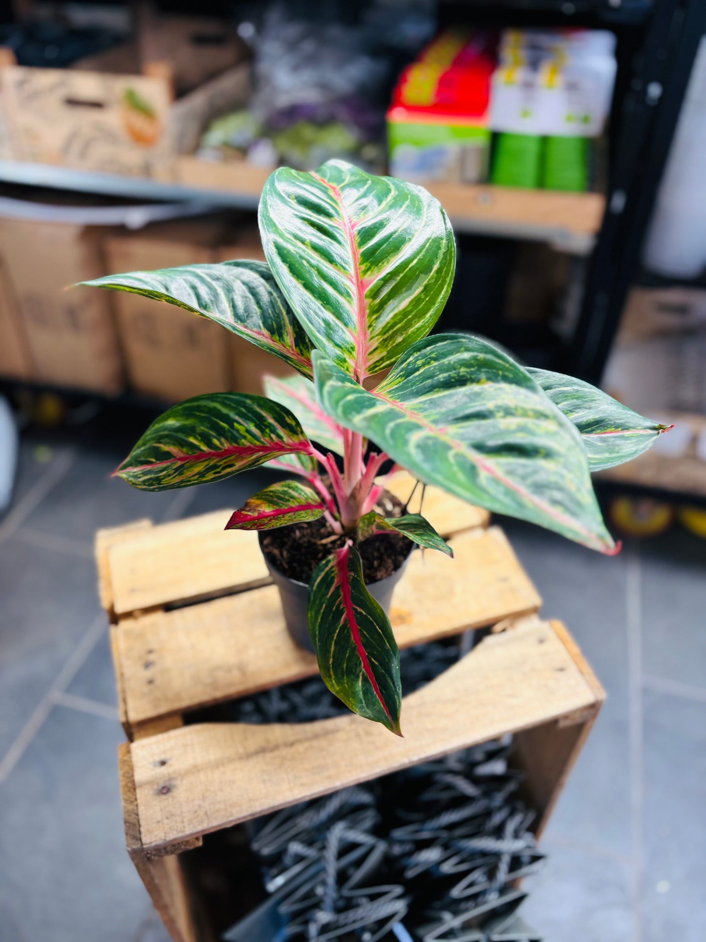 Aglaonema Olive Red