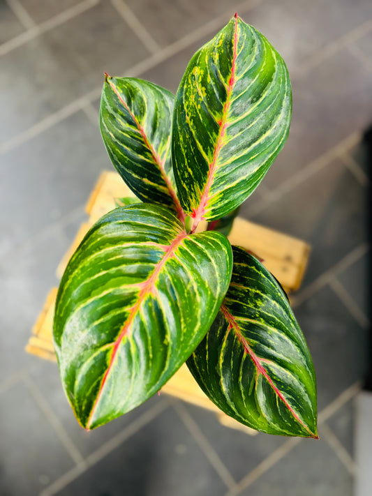 Aglaonema Olive Red