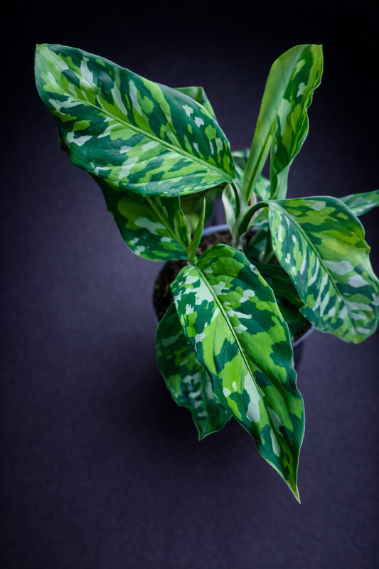 Aglaonema Pictum Tricolor