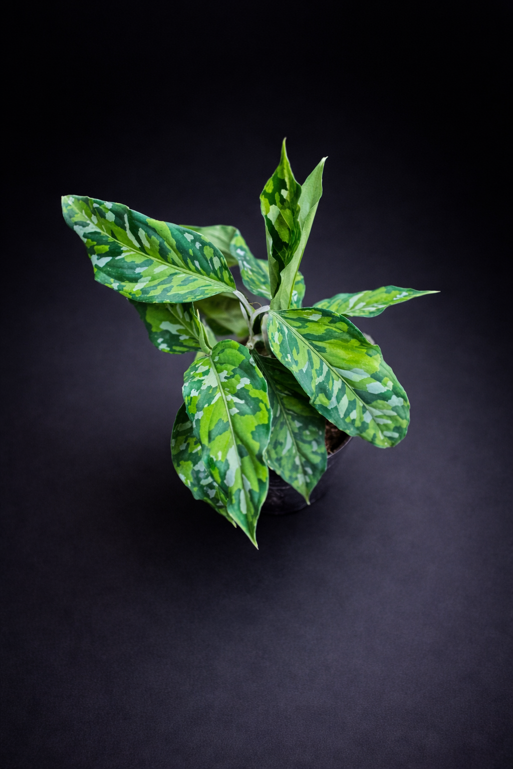 Aglaonema Pictum Tricolor