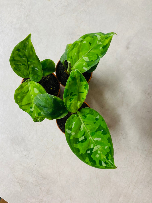 Aglaonema Pictum Tricolor