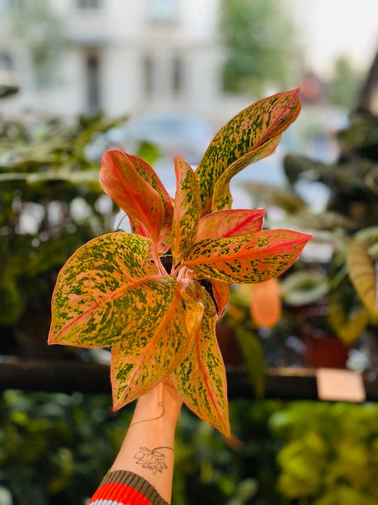 Den vakre Aglaonema Prosperity med livlige, fargerike blader i grønt og rosa, gir et eksotisk og dekorativt preg til rommet.