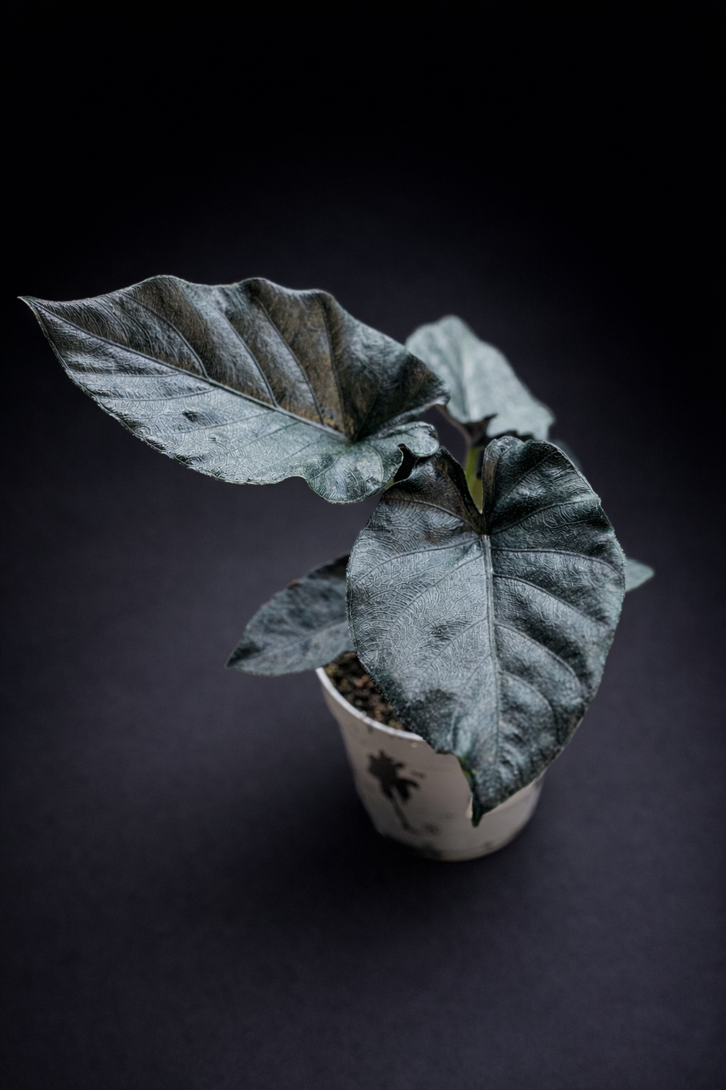 Alocasia Antoro Velvet