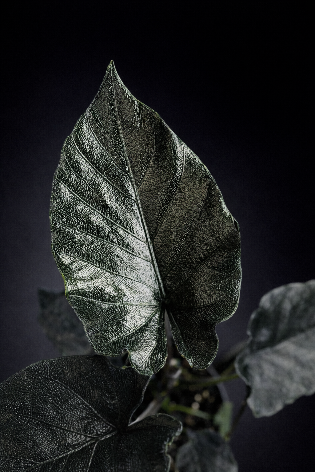 Alocasia Antoro Velvet